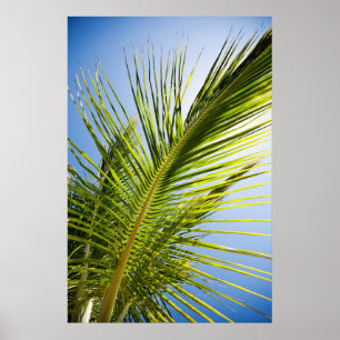 Póster Poster de árbol de palma/impresión de lienzo