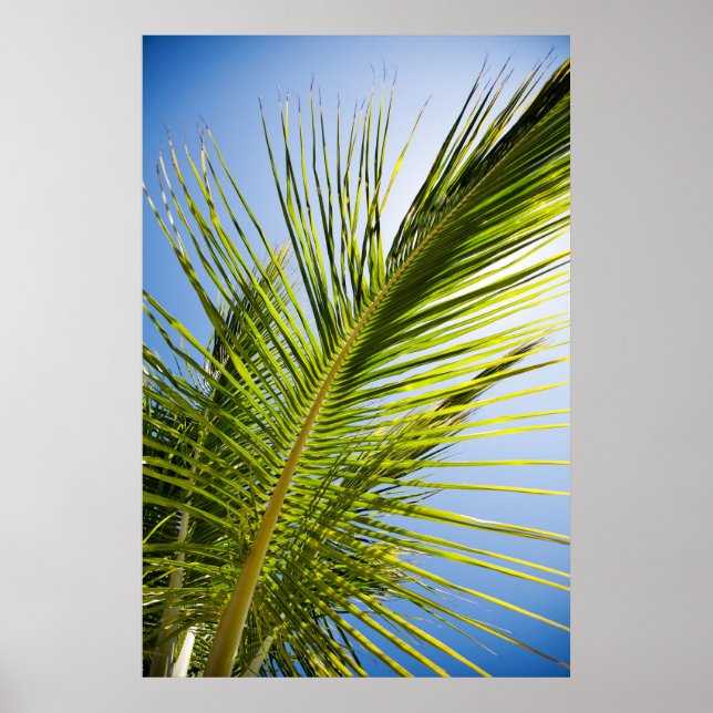 Póster Poster de árbol de palma/impresión de lienzo (Frente)