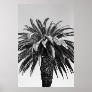 Póster Poster de árbol de palmas tropical,Imprimir