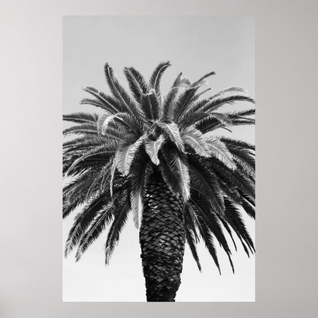 Póster Poster de árbol de palmas tropical,Imprimir (Frente)