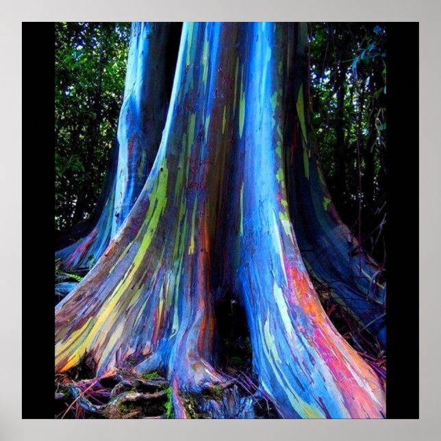 PÓSTER POSTER DE ÁRBOL DE RAINBOW HAWAII EUCALYPTUS (Frente)