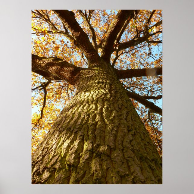 Póster Poster de árbol de roble (Frente)