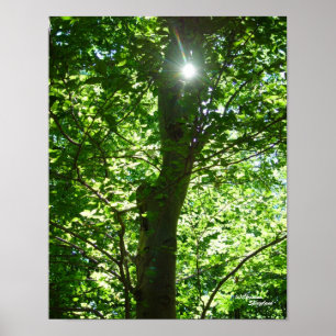 Póster Poster de árbol de sol brillante