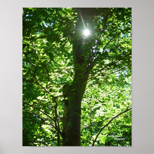 Póster Poster de árbol de sol brillante (Frente)
