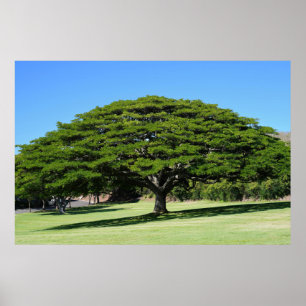 Póster Poster de árbol majestuoso hawaiano