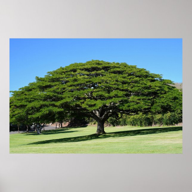 Póster Poster de árbol majestuoso hawaiano (Frente)