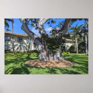 Póster Poster de árbol pintoresco