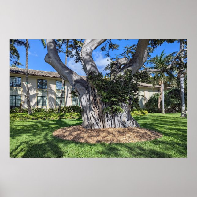 Póster Poster de árbol pintoresco (Frente)