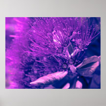 Poster de árbol púrpura de Pohutukawa