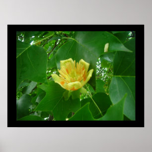 Póster Poster de árbol tulipán
