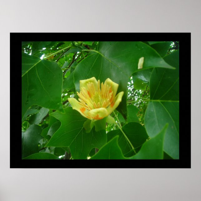 Póster Poster de árbol tulipán (Frente)