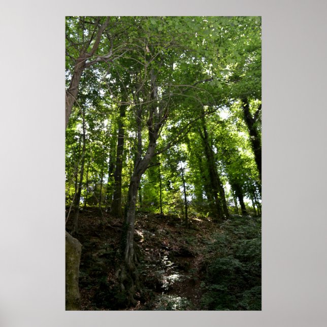 Póster Poster de árbol y giro (Frente)