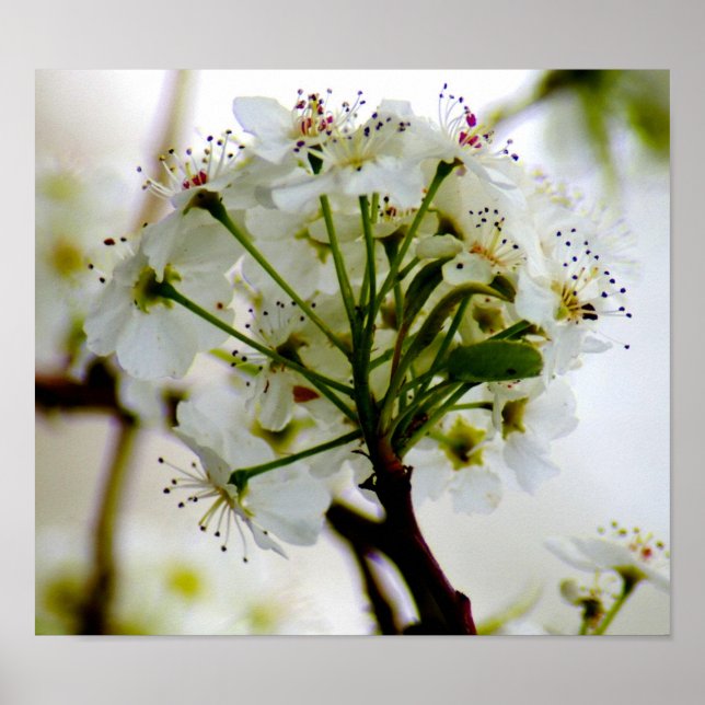 Póster Poster de árboles de primavera (Frente)