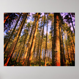 Póster Poster de árboles forestales
