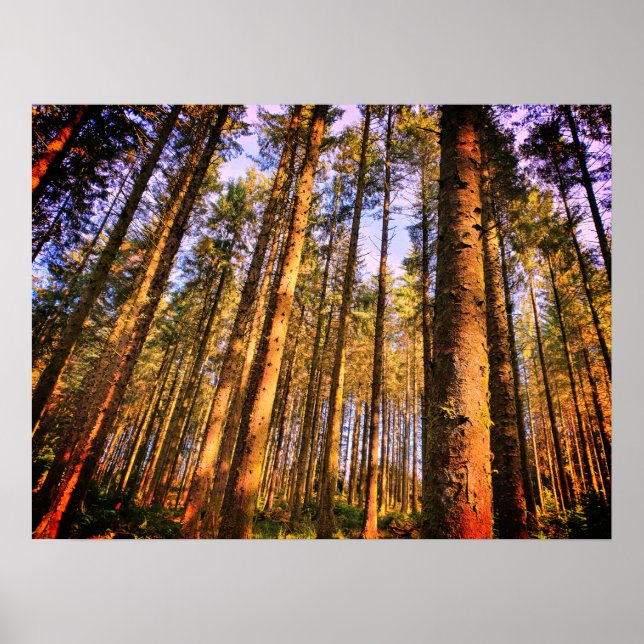 Póster Poster de árboles forestales (Frente)