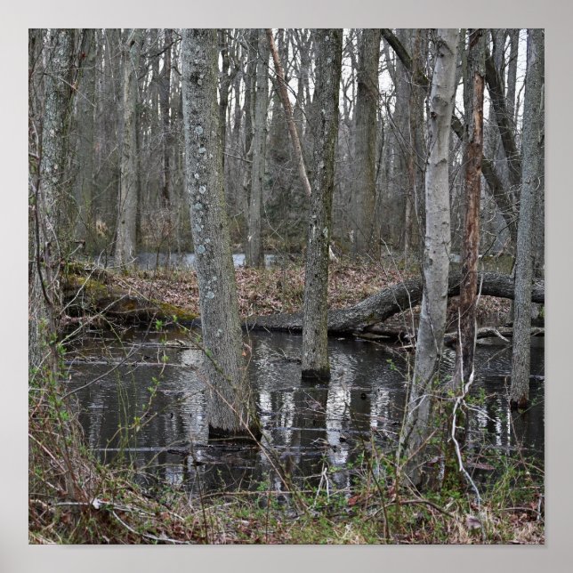 Póster Poster de árboles inundados (Frente)