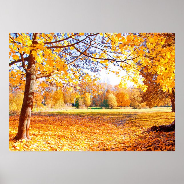 Póster Poster de árboles otoñales (A vibrant autumn landscape filled with golden leaves and trees. )