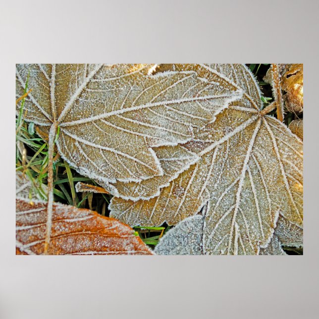 Póster Poster de arce congelado (Frente)