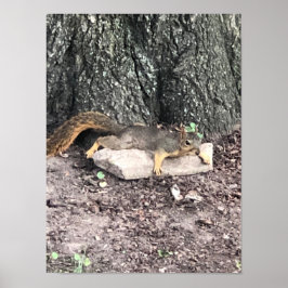 Póster Poster de ardilla