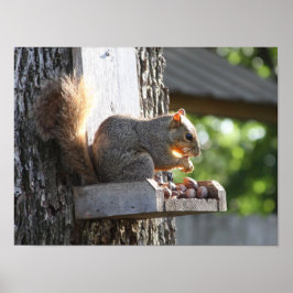 Póster Poster de ardilla