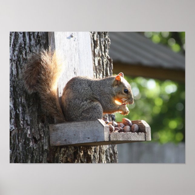 Póster Poster de ardilla (Frente)