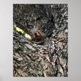 Póster Poster de ardilla