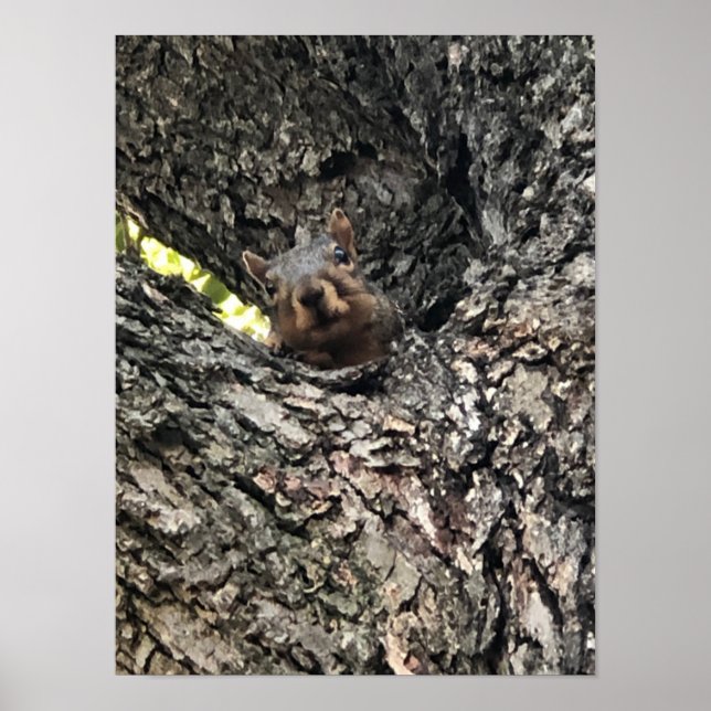 Póster Poster de ardilla (Frente)