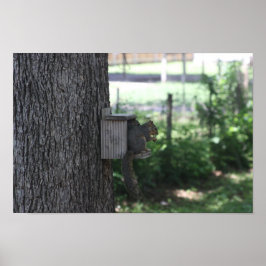 Póster Poster de ardilla