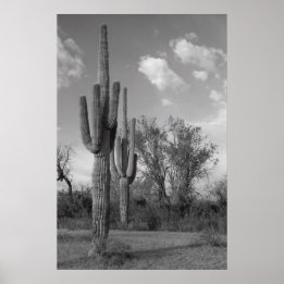 Póster Poster de Arizona Saguaro