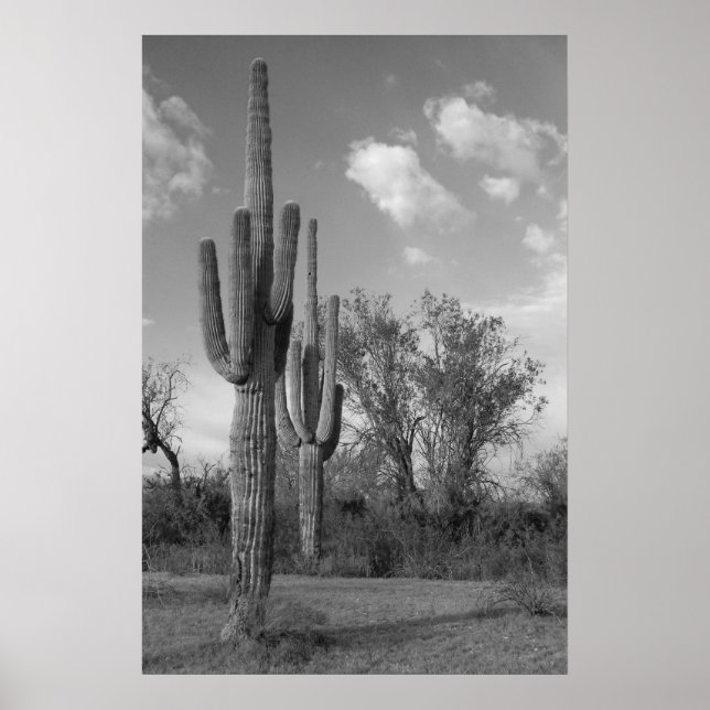 Póster Poster de Arizona Saguaro (Frente)
