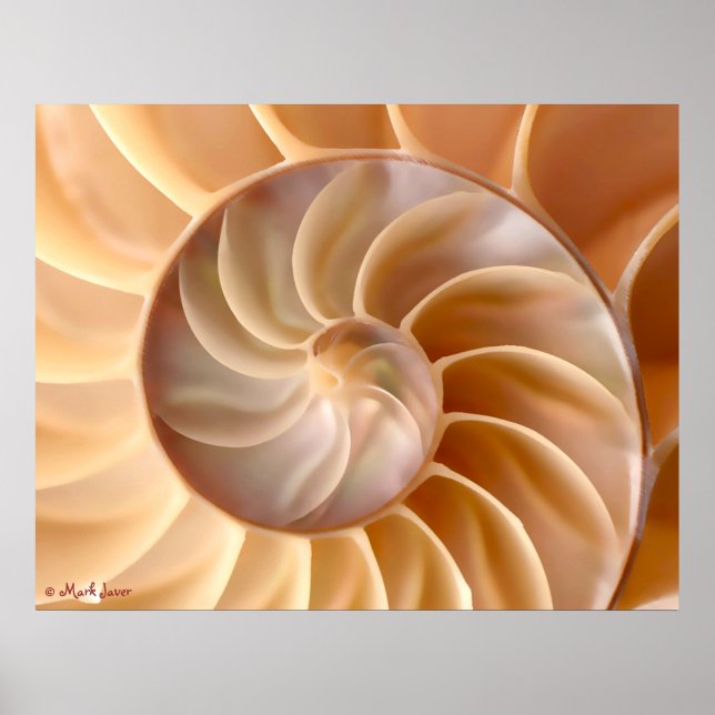 Póster Poster de arquitectura de conchas marinas (Frente)