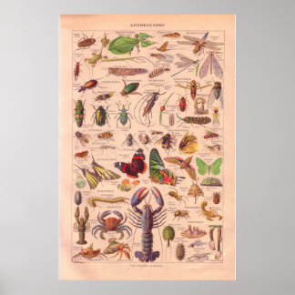Póster Poster de artopodos vintage 1920