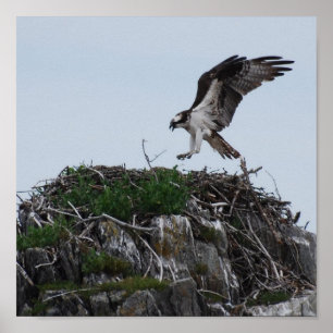 Póster Poster de aterrizaje Osprey