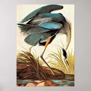 Póster Poster de Audubon del vintage