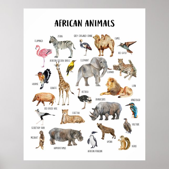 Póster Poster de aula educativa de animales africanos (Frente)