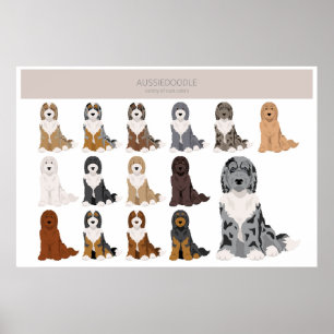 Póster Poster de Aussiedoodle. Mezcla de fideos de Pastor