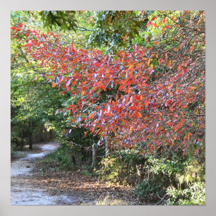 Póster Poster de Autumn Park