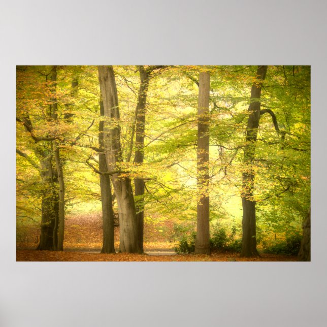 Póster Poster de Autumn Woodland (4391) (Frente)