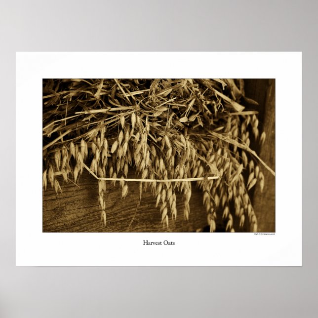 Póster Poster de avena de cosecha (Frente)