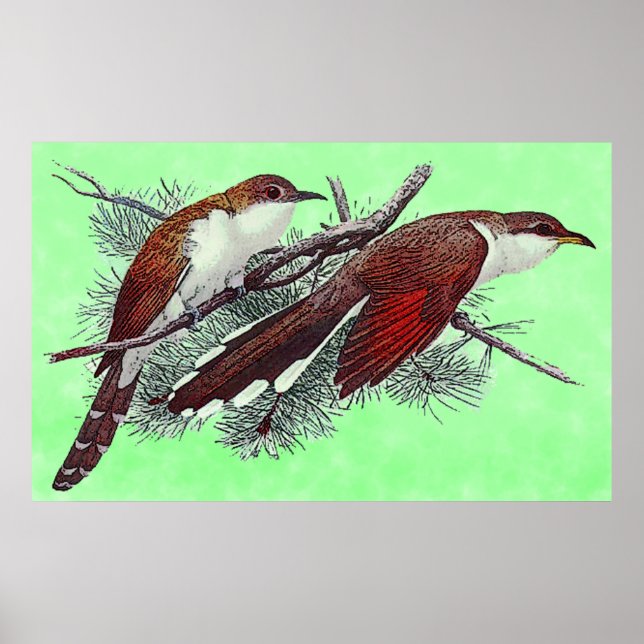 Póster Poster de Aves Cucú con Billing Negro y Amarillo (Frente)