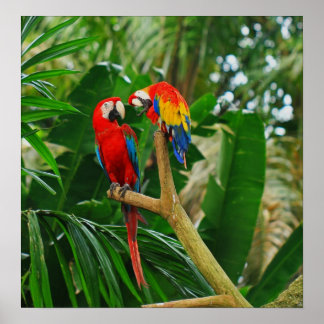 Póster Poster de Aves de Amor