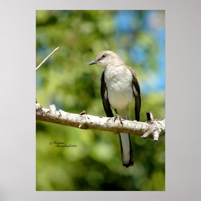 Póster Poster de aves de Mockingbird (Frente)