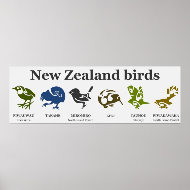 Póster Poster de aves de Nueva Zelanda (Frente)