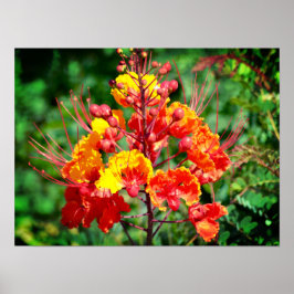 Póster Poster de Aves del Paraíso Mexicano