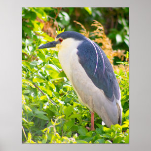 Póster Poster de aves nocturnas Heron
