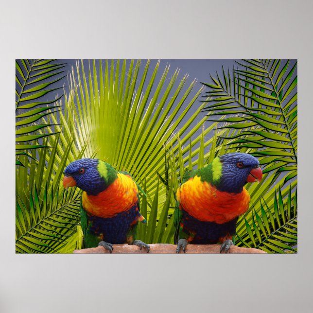Póster Poster de Aves Tropicales (Frente)