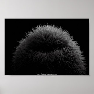 Póster poster de b&w hedgehog