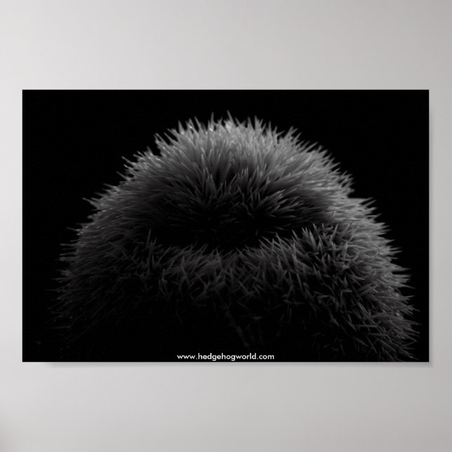 Póster poster de b&w hedgehog (Frente)