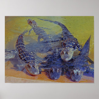 Póster Poster de Baby Gators