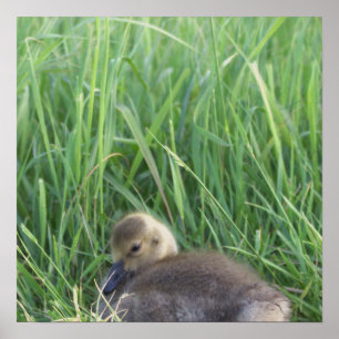 Póster Poster de Baby Goose